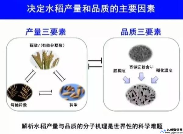 水稻产量的构成有三要素不包括什么(水稻产量由哪四个因素构成)