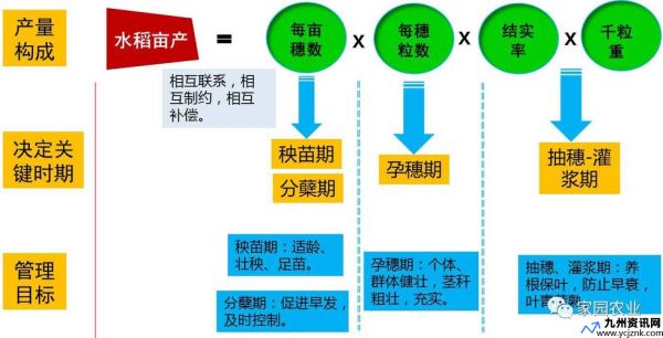 水稻产量的构成有三要素不包括什么(水稻产量由哪四个因素构成)