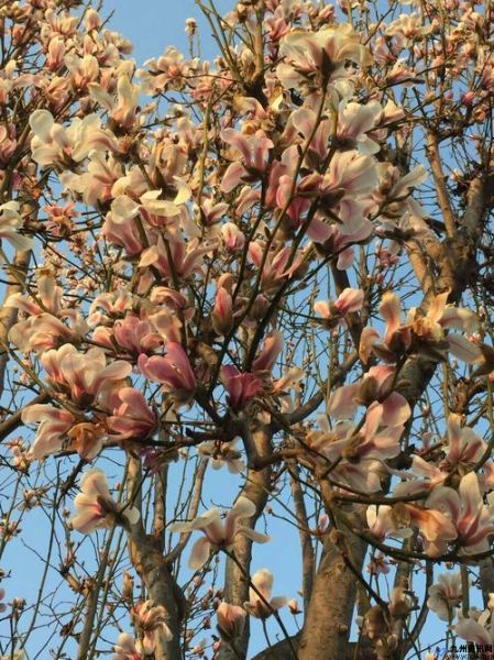 二月花开上林树猜一生肖(二月花开上林树是什么意思)