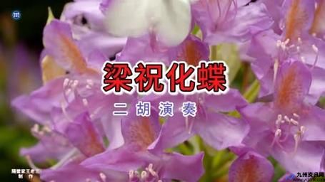 化成彩蝶双双飞这首歌是什么(双双化成蝴蝶的是谁)