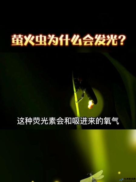 莹火虫发出来的光为什么忽明忽暗(莹火虫怎么会发光)