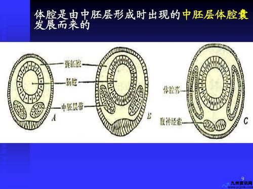 体壁中胚层和脏壁中胚层(体壁的结构和功能)