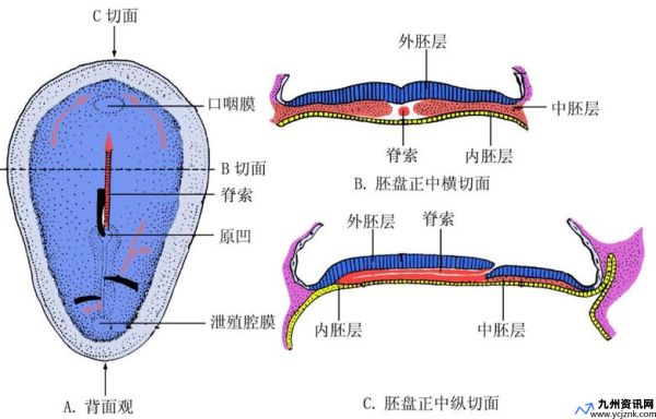 体壁中胚层和脏壁中胚层(体壁的结构和功能)