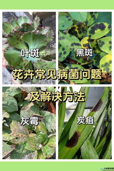 炭疽病是什么原因造成的(炭疽病植物)