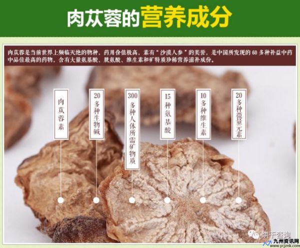 苁蓉菇图片大全(苁蓉的功效以及食用方法介绍)