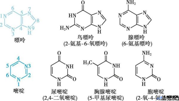 胞嘧啶核苷酸作用(胞嘧啶核苷酸结构式)