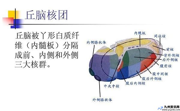 背侧丘脑的结构(背侧丘脑的核团)