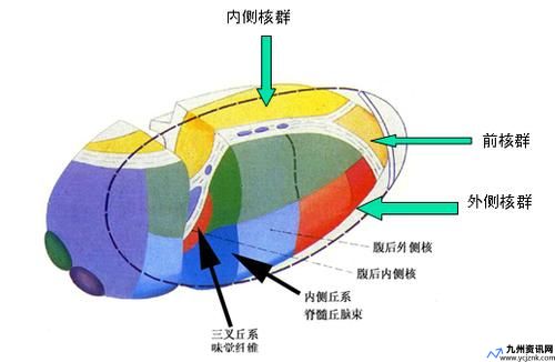 背侧丘脑的结构(背侧丘脑的核团)