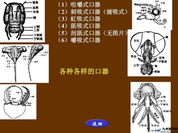 虹吸式口器的昆虫有哪些(虹吸式口器结构图)