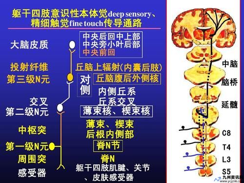 薄束传导什么感觉(薄束和契束)