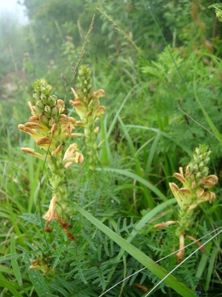 雾里看花打一个生肖是马吗(雾里看花打一个生肖动物)