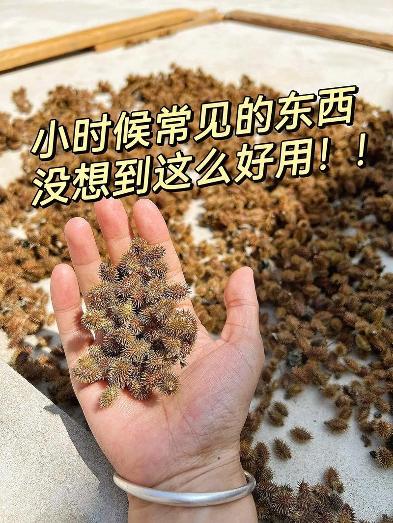 苍耳子油