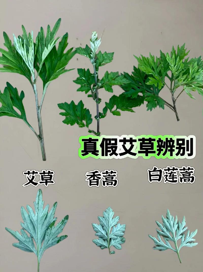 艾草水治疗鼻炎：真的有效吗？