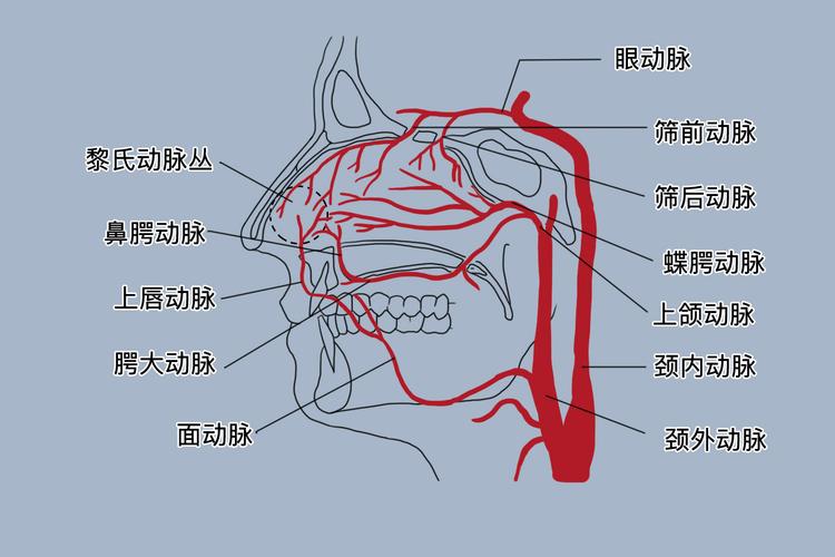 鼻腔血液循环