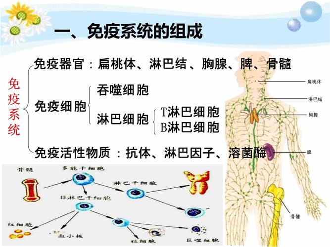 调节免疫系统