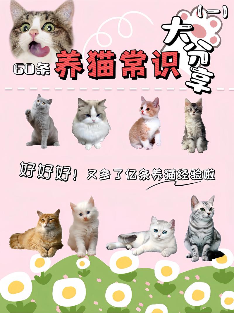 猫咪养护