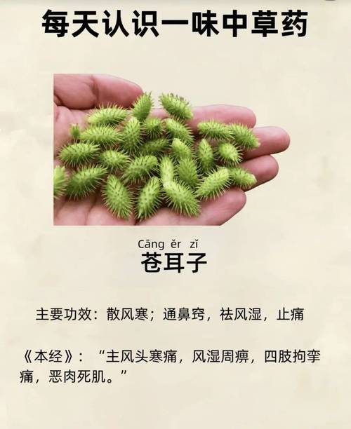 中药治鼻炎反而鼻涕增多？