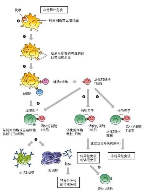 免疫反应